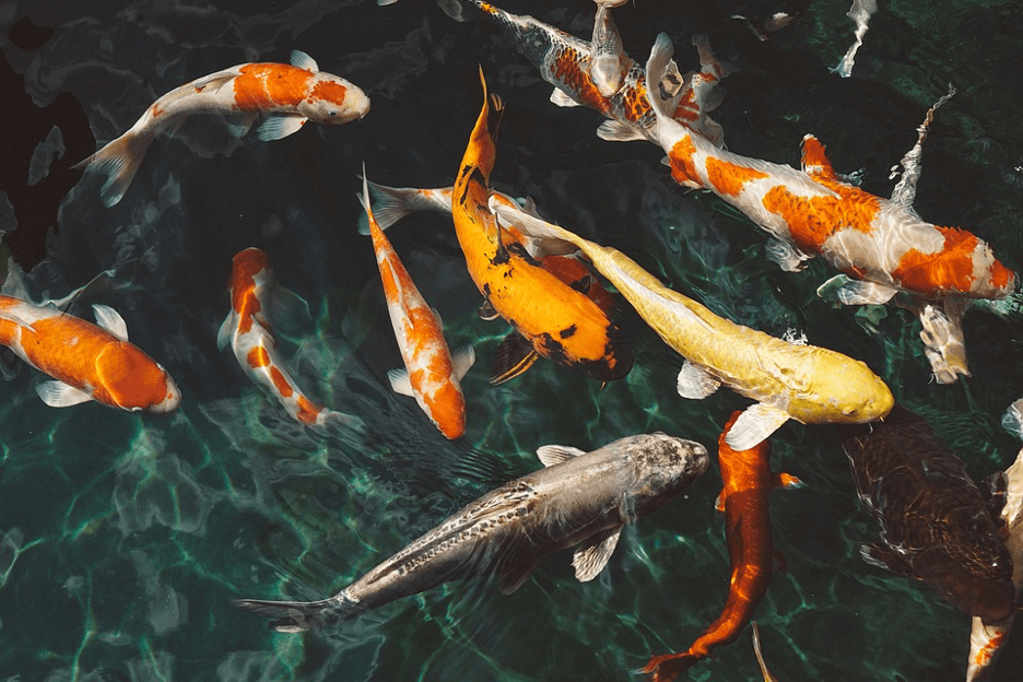 How Can Koi Fish Make a Beautiful Addition to Your Daily Life